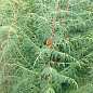 Кіпаріс Гімалайський 3-х річний (Cupressus Torulosa) С1,5 висота 70-80см цена