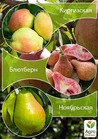 Дерево-сад Груша "Киргизька + Блютберн + Ноябрська"