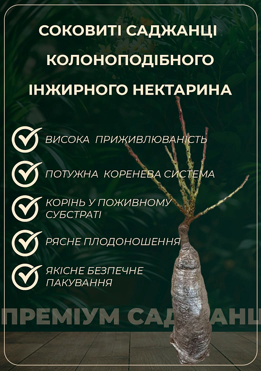 Нектарин инжирный колоновидный "Oriola" - фото 5