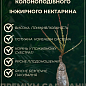 Нектарин инжирный колоновидный "Oriola"