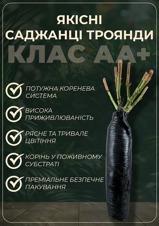 Роза чайно-гибридная "Юрианда" (саженец класса АА+) высший сорт - фото 2