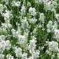 Лаванда узколистная белоснежная "Alba" (контейнер Р9)