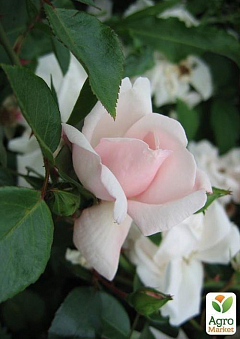 Роза флорибунда "Нью Даун"1