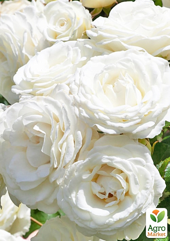 LMTD Роза 2-х летняя "Wedding White" (укорененный саженец в горшке, высота 25-35см) - фото 4