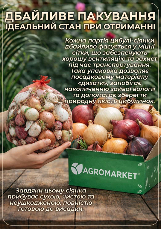 Голландська цибуля-сівок 0.5кг (арбажейка) середньостигла, червона "ROBIN" - фото 3