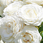 LMTD Роза 2-х летняя "Wedding White" (укорененный саженец в горшке, высота 25-35см)