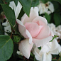 Троянда флорибунда "Нью Даун"