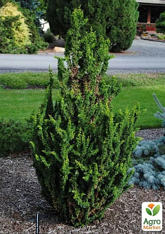 Кипарисовик туполистный "Hinoki Chirimen" С3, высота 15-20см14