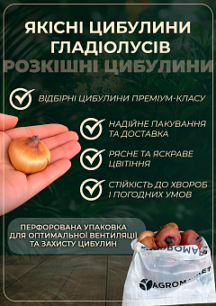 Гладиолус "Magma" 25