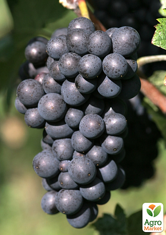 Виноград "Піно Меньє" (бургундська група винних сортів)