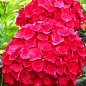 Гортензия крупнолистная красная "Красная красавица" (Red beauty)