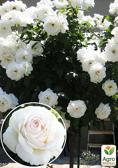 Роза штамбовая "Боника" (саженец класса АА+) высший сорт2