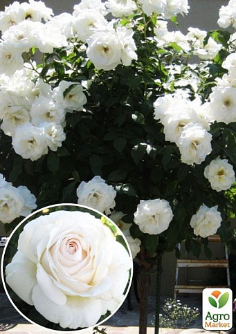 Роза штамбовая "Боника" (саженец класса АА+) высший сорт