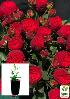 Троянда в контейнері англійська "Red Piano" (саджанець класу АА+)2