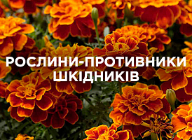 Натуральні рослини проти шкідників: які обрати та як застосовувати | Agro-market