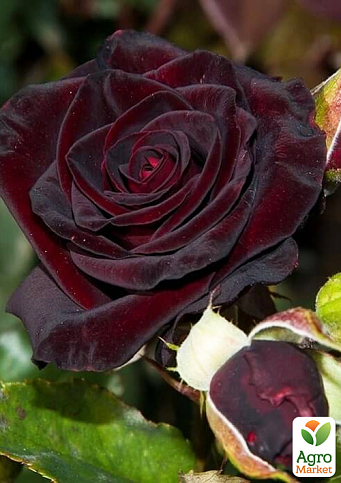 Эксклюзив! Роза плетистая "Анри Матисс" (Henri Matisse) (саженец класса АА+) высший сорт