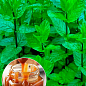 М'ята Карамельна "Mentha Caramel"