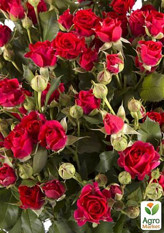 Роза мелкоцветковая (спрей) "Красная" (саженец класса АА+) высший сорт2