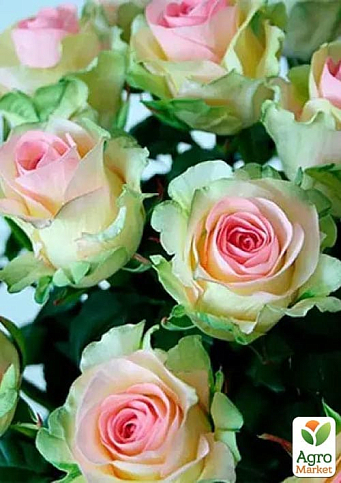 Троянда чайно-гібридна "Dancing Queen" (саджанець класу АА+) вищий сорт