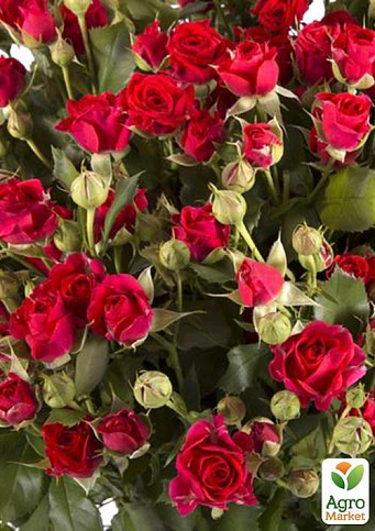 Роза мелкоцветковая (спрей) "Красная" (саженец класса АА+) высший сорт