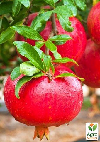 Эксклюзив! Гранат рубиново-красный "Гринго" (Gringo) (премиальный сорт, без кислинки, рано плодоносит)