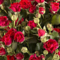 Роза мелкоцветковая (спрей) "Красная" (саженец класса АА+) высший сорт