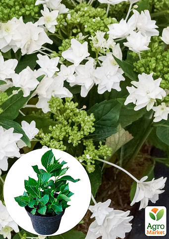 Гортензия крупнолистная 3-х летняя "Shooting Stars"