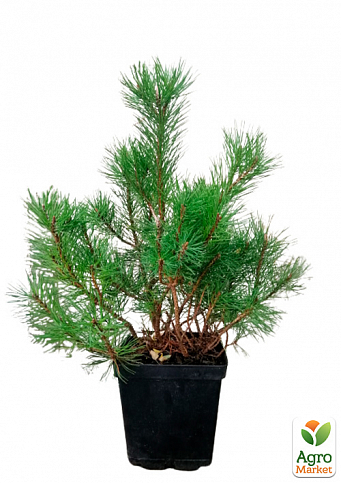 Сосна гірська «Мугус» (Pinus mugo Mughus) S3, висота 20-30см - фото 2