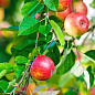 Яблоня "Гарант" (зимний сорт, поздний срок созревания)