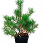 Сосна гірська «Мугус» (Pinus mugo Mughus) S3, висота 20-30см купить