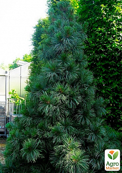 Сосна "Корейский кедр" (Pinus koraiensis) горшок P97