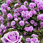 Ексклюзив! Троянда плетиста ніжно-фіолетова "Красуня" (Beautiful) (саджанець класу АА +, преміальний болезнеустойчивость сорт)