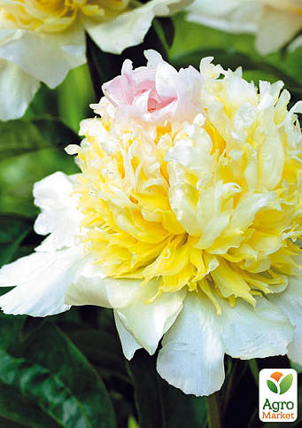 Пион травянистый "Top Brass" 1шт в упаковке