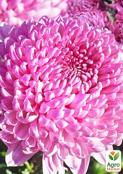 Хризантема  "Daily Mirror Pink" (низкорослая крупноцветковая)2