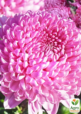Хризантема  "Daily Mirror Pink" (низкорослая крупноцветковая)