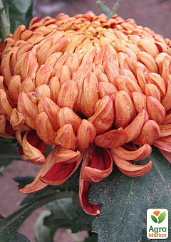 Хризантема крупноцветковая "Diego Rouge" (вазон С1 высота 20-30см)1