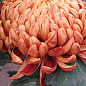 Хризантема великоквіткова "Diego Rouge" (вазон С1 висота 20-30см)