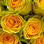 Троянда чайно-гібридна «Іліос» (саджанець класу АА +) вищий сорт