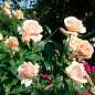 Троянда в контейнері чайно-гібридна "Paul Ricard" (саджанець класу АА+) цена