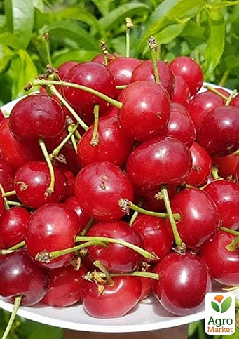 Вишня "Кантор Янош Фюртош" (літній сорт, пізній термін дозрівання) - фото 2