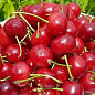 Вишня "Кантор Янош Фюртош" (літній сорт, пізній термін дозрівання) купить