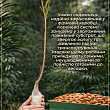 Декоративний Мигдаль "Луїзеанія трилопатева" цена