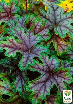 Гейхера (Heuchera) "Tapestry" 1шт1