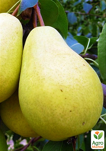 Груша "Великоплідна" (осінній сорт, середній термін дозрівання)