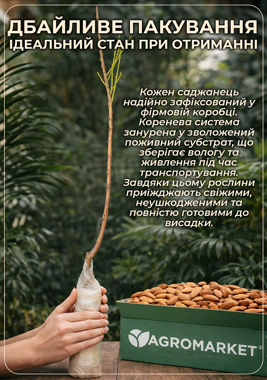 Декоративний Мигдаль "Луїзеанія трилопатева" - фото 3