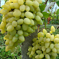 Виноград "Зірниця" (ранній термін дозрівання, оси практично не чіпають)