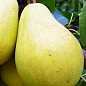 Груша "Великоплідна" (осінній сорт, середній термін дозрівання)