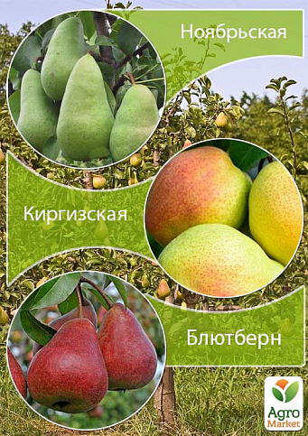 Дерево-сад Груша "Ноябрьская+Киргизкая+Блютберн" 