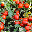 Томат детерминантный "Шкипер F1" ТМ "Lark Seeds" 1000шт