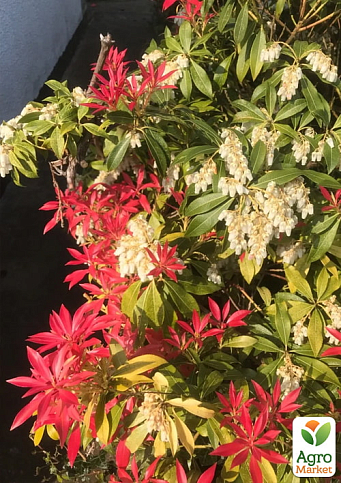 Пиерис японский 2-х летний "Mountain Fire" вазон С1.5